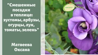 Необычные смешанные посадки в теплице. Арбузы, эустомы, огурцы, томаты, лук, зелень. Матвеева Оксана