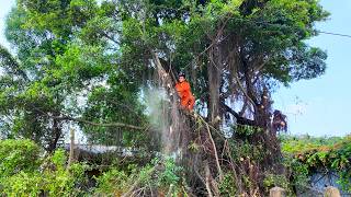 Removing GIANT 50-YEAR-OLD TREE — Dangerous Tangled Root System Threatens Entire Neighborhood