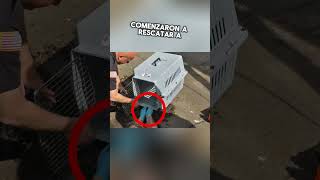 Rescatistas Héroes Salvan a 10 Patitos Atrapados en una Alcantarilla #youtubeshorts