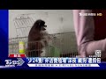 52隻博美犬藏工廠 飼主動私刑「變無聲」｜tvbs新聞