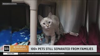 Over 400 pets reunited after Eaton Fire, 100+ still awaiting owners at Pasadena Humane