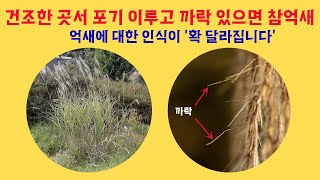 억새 쉽게 구별하는 법---참억새와 물억새