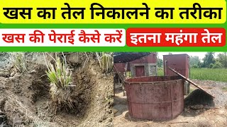 खस का तेल कैसे निकला जाता है//khas ki kheti kaise karen// Vetiver farming//khas ki kheti