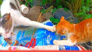 The Food Guardian: Peek at Stray Cats Defending Their Food!