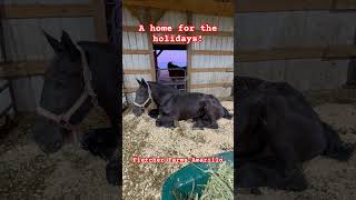 A home for the holidays! We rescued more horses \u0026 donkeys from shipping to slaughter this month