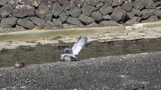 鳩の交尾→賢者タイム