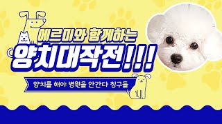 [은평인 반려동물 1인 크리에이터] 댕댕이야 사람이야? 우당탕탕 양치 대작전!! /  에르미와 함께 치카하고 댕댕이 치아 건강 지켜요~