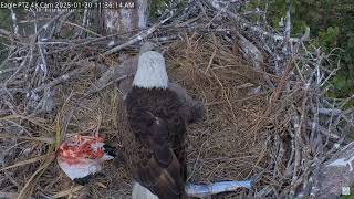 Captiva Eagle Cam - Connie \u0026 Clive 20.01.2025 11:29