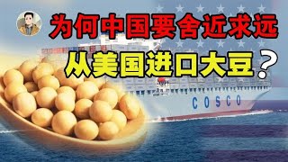 中国宁可从美国买“转基因大豆”，也不从俄罗斯进口，这是为何？