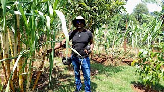 Exploring Fruit Varieties on Our Self-Sufficiency Farm