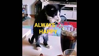 FUNNY VIDEO#REELS #YOUTUBESHORTS #VIRAL #EDITS #SHORTS#TREND #ALWAYS 💞 HAPPY #FBREELS #NEW #FUNNYCAT