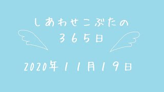 株式会社SCRIT　しあわせこぶたの３６５日１１/１９