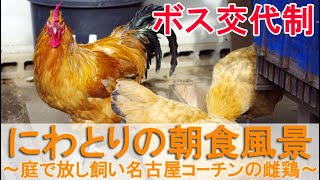 ニワトリ達の朝食風景～庭で放し飼い名古屋コーチンの雌鶏は序列社会～