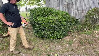 How to properly trim a Holly bush 👍 great landscaping tip