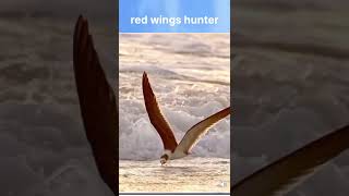 Red wings hunter