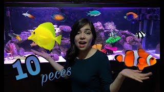 Los 10 peces más fáciles de mantener - ACUARIO MARINO 💜