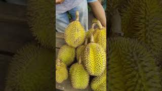 spil harga buah pekawai / Lai Pontianak