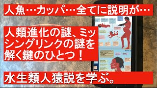 人魚、河童、そして人類進化におけるミッシングリンクの答えか？！水生類人猿説を学ぶ #ミッシングリンク #人魚 #河童 #水生類人猿説 #アクア説