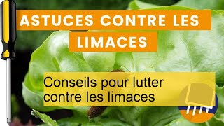 10 Astuces Efficaces pour Éliminer les Limaces de Votre Jardin !