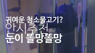 청소 물고기 뭐 키울까? 청소도 잘하고 귀엽기도한 안시 추천 드립니다