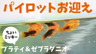 プラティーとゼブラダニオ　可愛すぎか…パイロットフィッシュお迎え。／初の中間層お魚さんたち【アクア01】