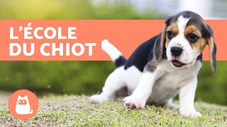 Comment éduquer un chiot ?