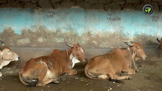 ದೇಸಿ ಹಸುಗಳ ತಳಿ-ವಂಶಾಭಿವೃದ್ಧಿ - ಶ್ರೀ ನಾಗರಾಜ ಈಶಪ್ರಭು ದೇಸಾಯಿ | Crossing of Desi cows