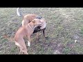 american staffordshire terrier vs malinois belgian shepherd