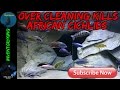 Over Cleaning Kills African Cichlids | Spread Out Your Tank Maintenance  | I Learned The Hard Way