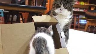 子ねこの箱が羨ましい大きなねこ。-Maru envies the kitten's box.-