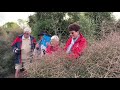 🌳 plant a tŌtara tree at bushtown heritage site