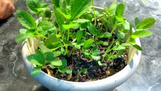 How to sow Amaranth Seeds-Thotakura ginjalu