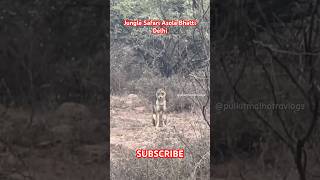 Wild Jungle Safari in Delhi😱 Wolf Attack in Asola Bhatti Wildlife Santuary 😨