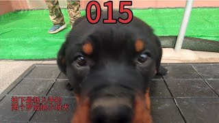 015 拍下最新入手的两个罗威纳小母犬