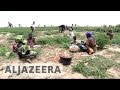 Boko Haram violence hits Nigeria's farmers