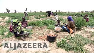 Boko Haram violence hits Nigeria's farmers