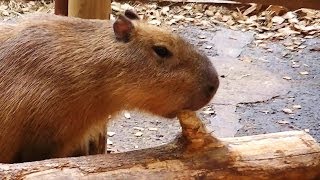 【癒し】　カピバラの食事!?  なんでもボリボリ　/　富士サファリパーク