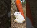 funny animals # confusing animal behavior # unhappy animals # funny funny videos