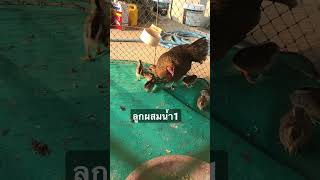 #ไก่ต่อ #rooster #ไก่ตั้ง #ไก่ป่า #ต่อไก่ป่า #bushcraft #bird #ไก่ลูกผสม #pet #chicken