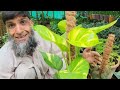 money plant growth hacks grow money plant faster pothos care