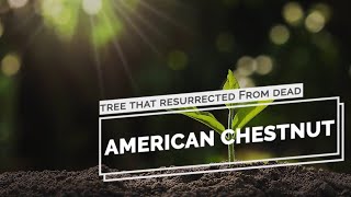 American chestnut's Facts and health benefits