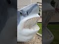 shark in a house. baliomar thewellwisher shorts shortsfeed 2024