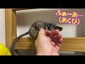 bushbaby plum s growth diary ショウガラゴ プラムの成長日記 442