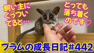 Bushbaby Plum's Growth Diary ショウガラゴ プラムの成長日記 #442