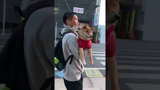 前足ピーンで抱っこされる柴犬が可愛すぎる#shorts