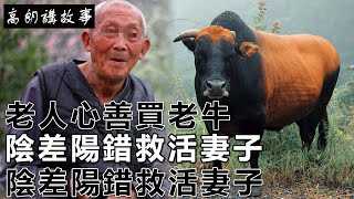 民間故事：老人心善買老牛，陰差陽錯救活妻子，老牛：睡覺別脫鞋｜高朗講故事