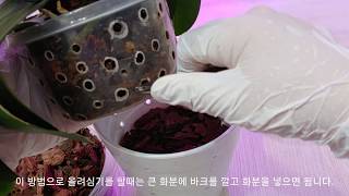 덩치가 커진 호접란을 큰 화분에 넣어 심는 두가지 방법. How to plant pots suitable for large grown Phalaenopsis.