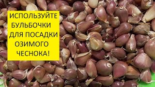 Посадка озимого чеснока. Какой семенной материал выбрать осенью?