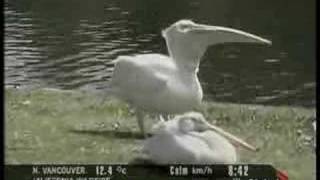 Pelican eats bird