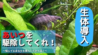 【アクアリウム】スネールに悩んでるそこのあなた！食べてくれる生体がいますよ！